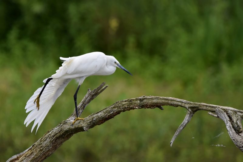 Aigrette garzette